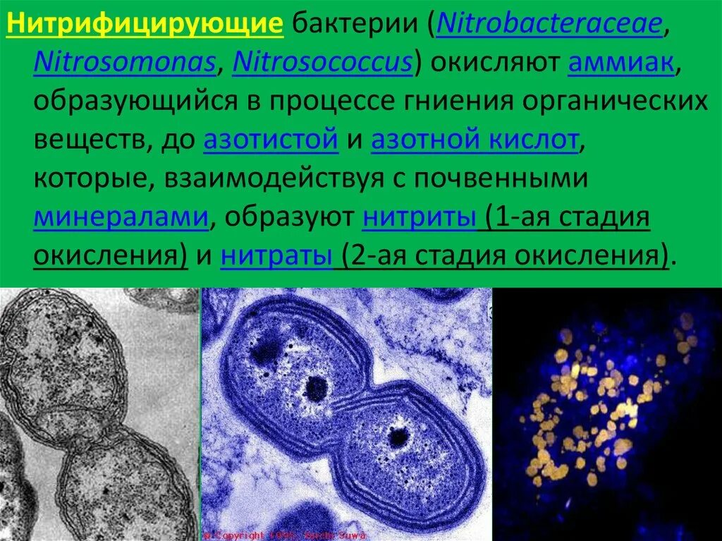 Процесс нитрификации. Nitrosomonas бактерии. 2. Нитрифицирующие бактерии. Нитрифицирующие серобактерии. Нитрифицирующие бактерии под микроскопом.