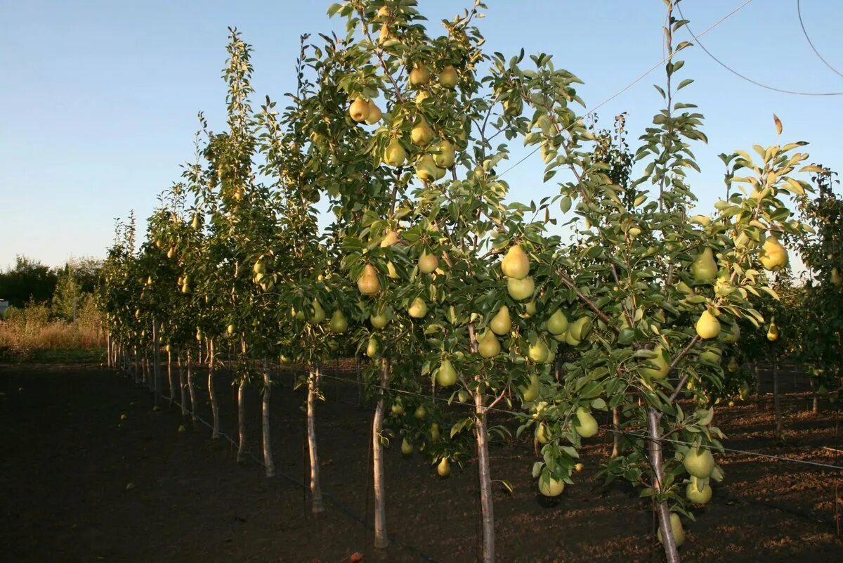 Груша колоновидная найт верт. Маленькая груша дерево. Дерево груш и дождь. Яблоня штамбовая (дичка). Груша колоновидная сластена.