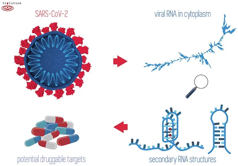 Таксономия SARS-cov-2. Жизненный цикл SARS-cov-2. NCBI SARS cov 2. Mers-cov, SARS-cov, SARS-cov-2 Spike.