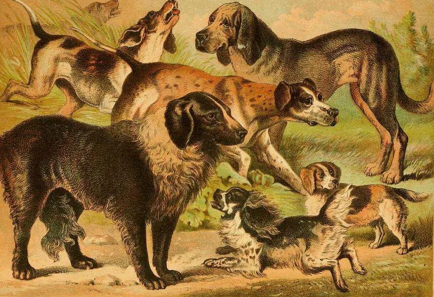 Дейнозух доисторический парк. Самую историю в животных. Древние домашние животные. Самую историю в животных. Древний крокодил дейнозух.