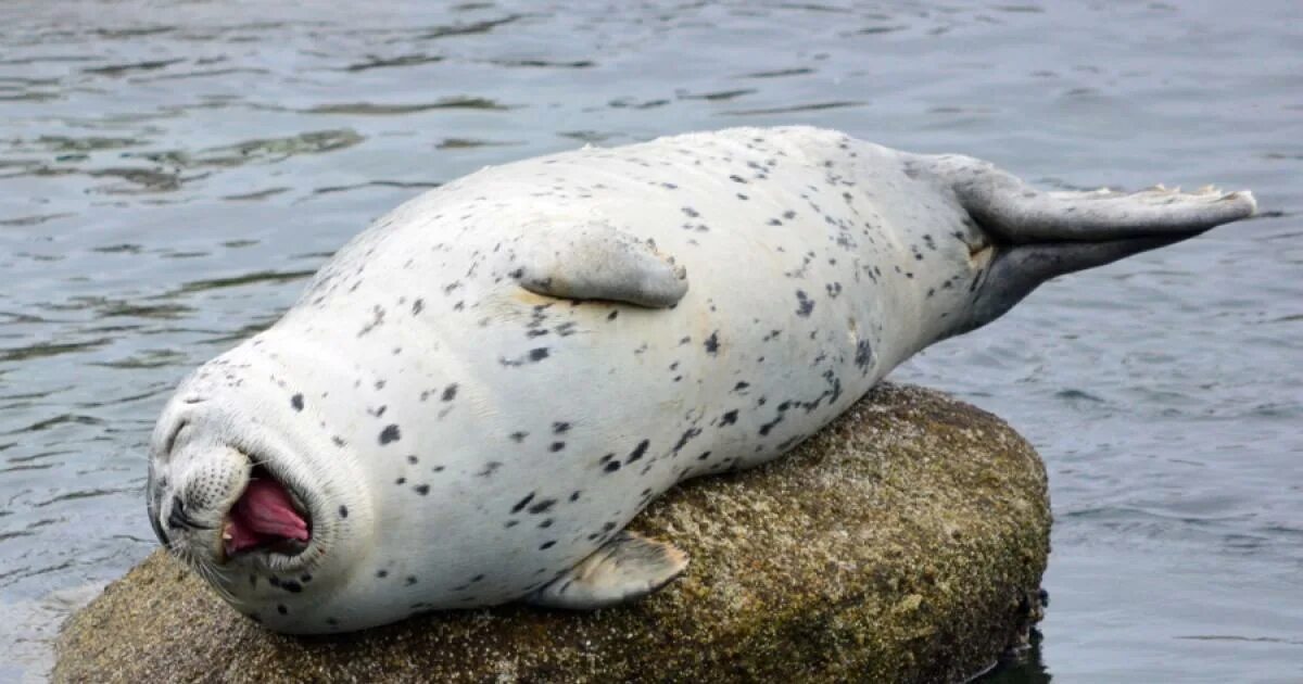 The little seal is laughing at us. Нерпа лежит на Камне. Обыкновенный тюлень. Морской котик на Камне. Тюлень лежит.