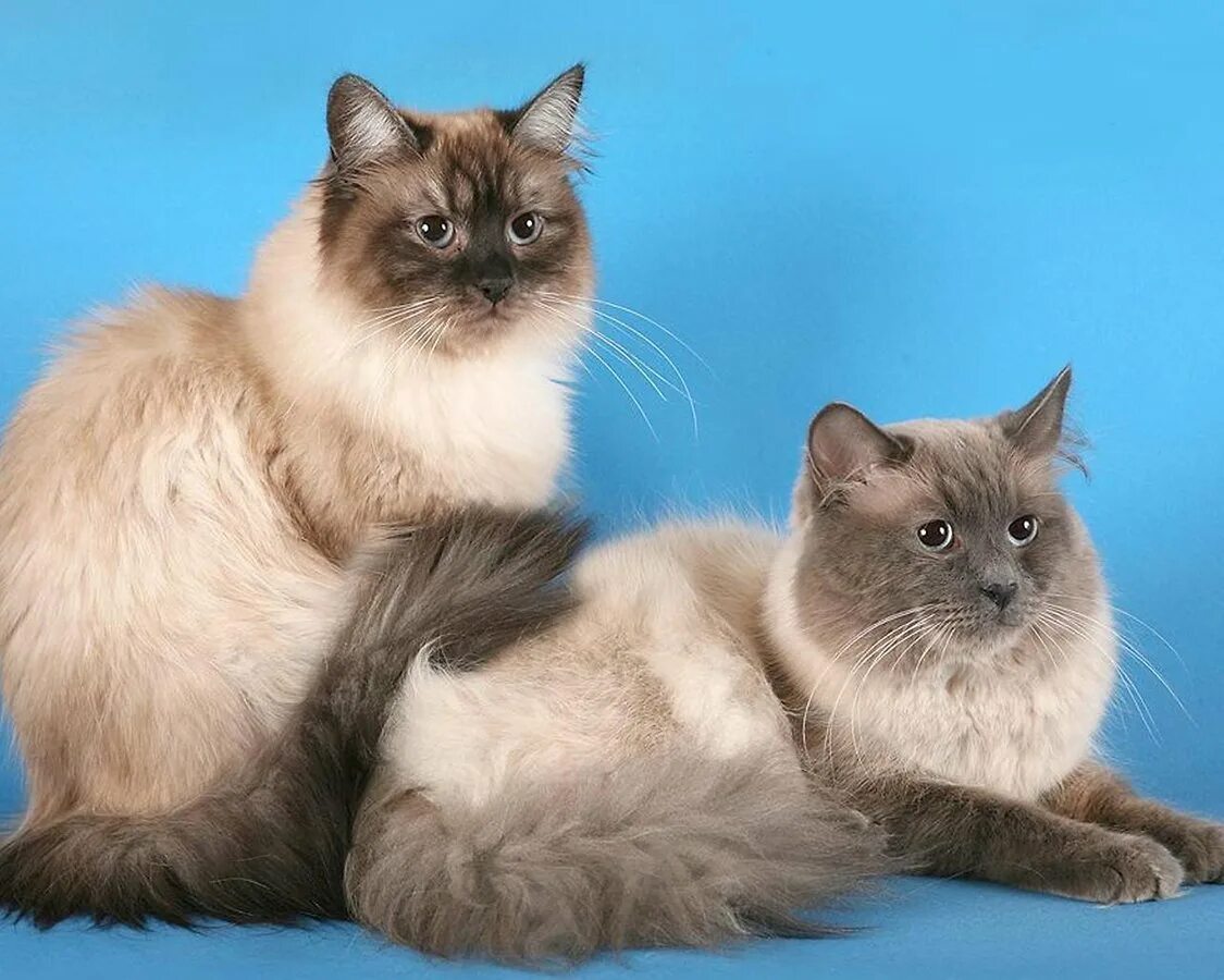 Невская маскарадная кошка. Сиамско Сибирская кошка. Seal point Невская маскарадная. Королевская маскарадная