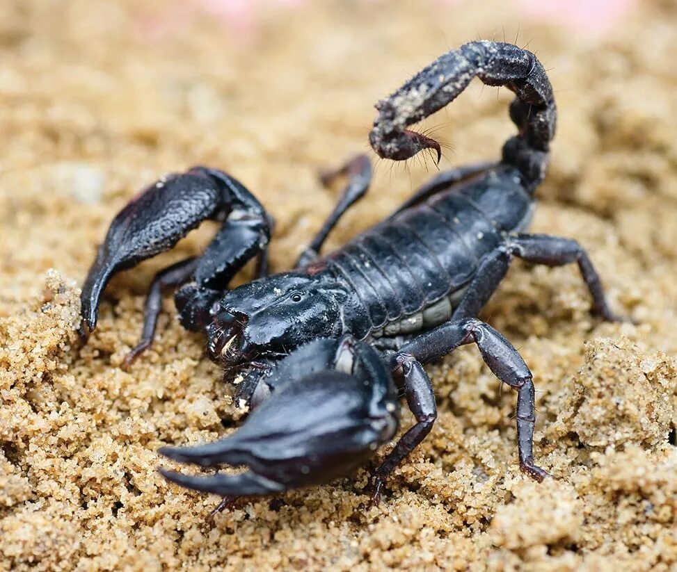 Скорпион. Императорский скорпион. Древний скорпион гигантский. Гигантский скорпион (heterometrus spinifer). Heterometrus swammerdami скорпион.