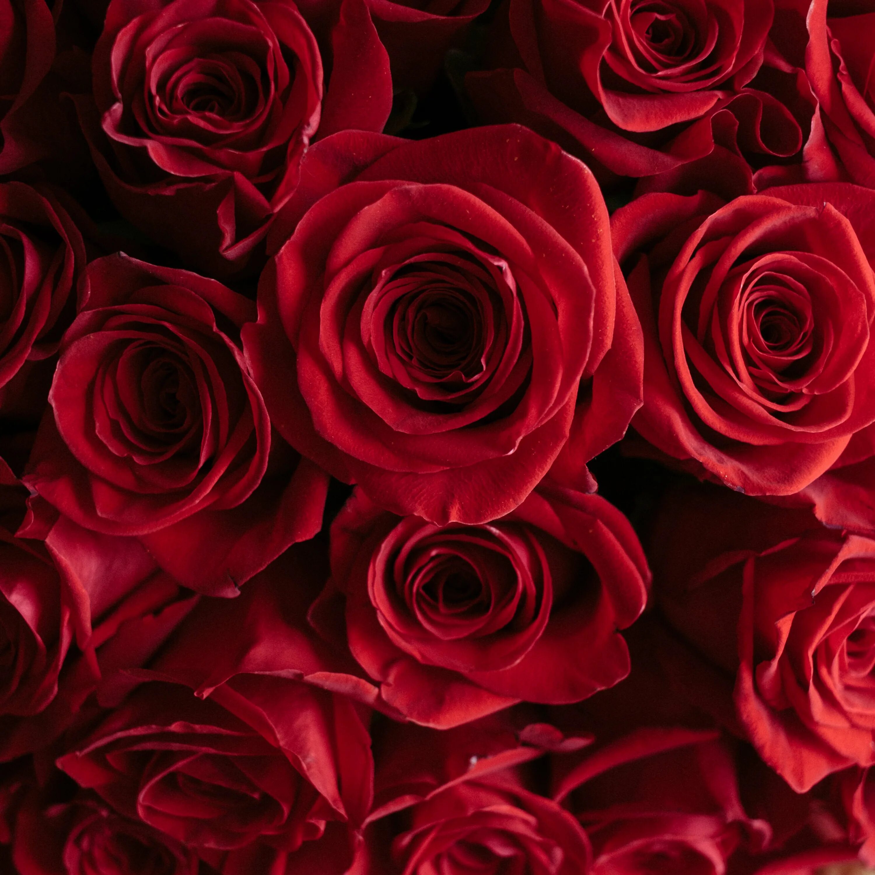 Бордовые цветы. Красные розы. Включи красный розовый