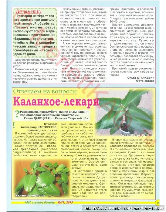 Каланхоэ инструкция по применению. Настойка с листьев каланхоэ. настойки из каланхоэ рецепты. каланхоэ дегремона настойка. медицина:чем полезны листья каланхоэ.