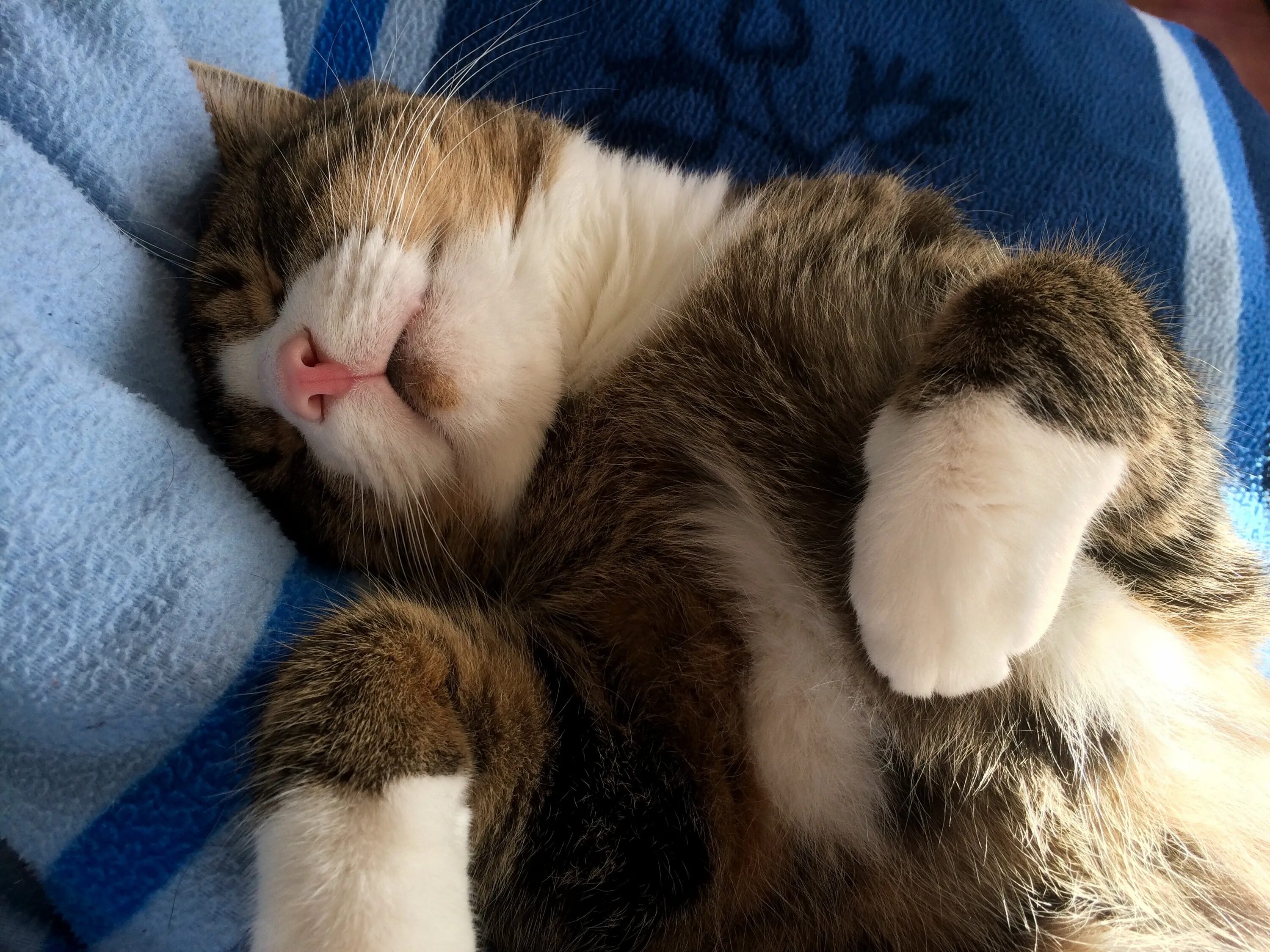 Коты спят или нет. Спящий кот. спящие котики. коты спят. сонный кот.