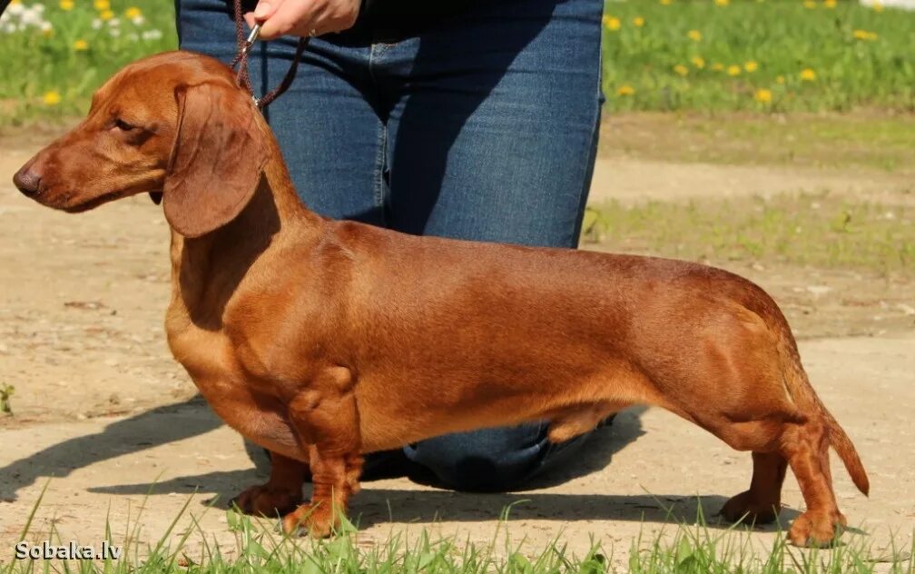 Такса стандарт породы ркф. Ркф таксы. Такса стандартная гладкошерстная. Ркф таксы. Питомник с большими собаками щенки.