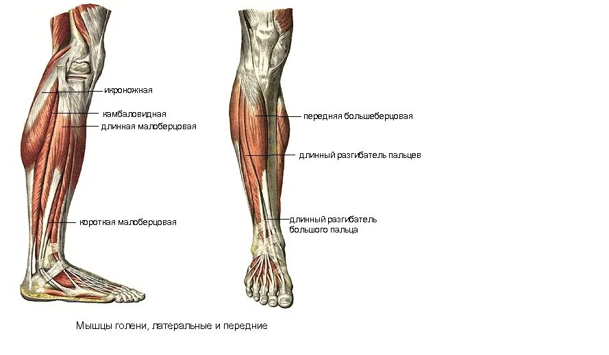 Длинный сгибатель стопы. Анатомия передней большеберцовой мышцы. Мышцы латеральной группы мышц голени:. Анатомия мышц голени передняя группа. Передняя большеберцовая мышца голени.