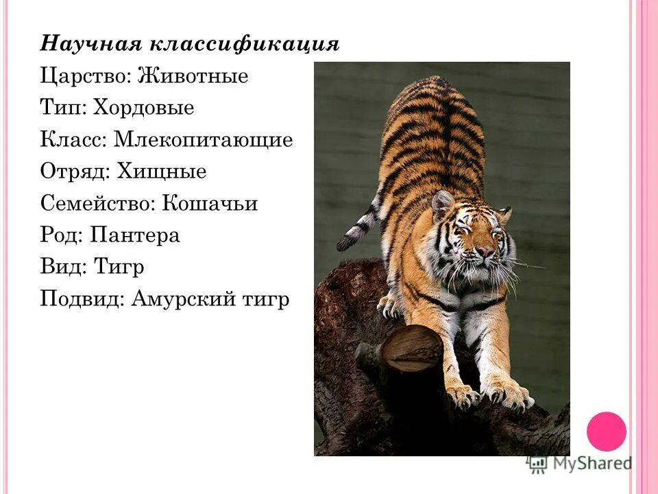 Систематика амурского тигра. Классификация животных 5 класс тигр. Классификация амурского тигра по биологии 5 класс. Саблезубый тигр презентация. Классификация амурского тигра по биологии.