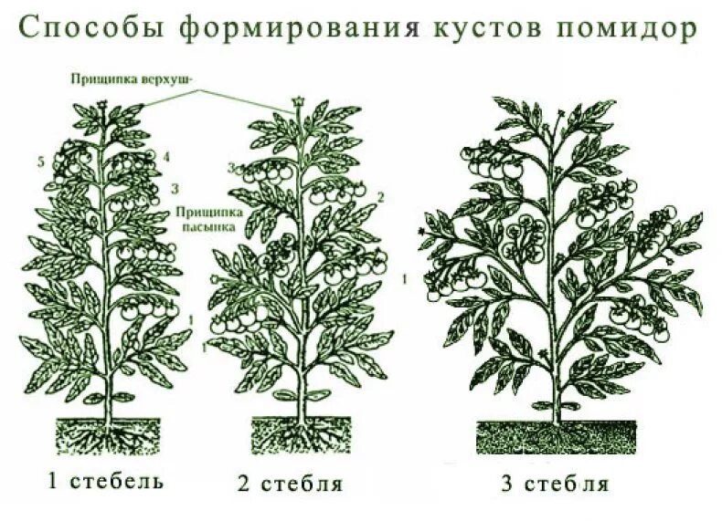 Кусты томатов пасынкование. Пасынкование детерминантных томатов. Схема пасынкования томатов открытом грунте. Схема пасынкования помидоров. Пасынкование помидор в теплице