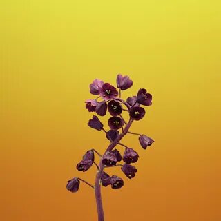 Flower 11