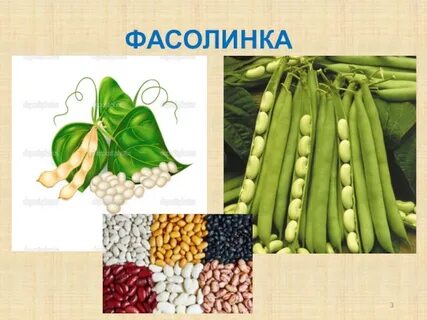 Фасолинка