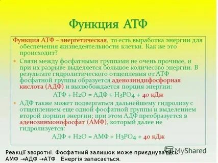 Строение и функции атф конспект