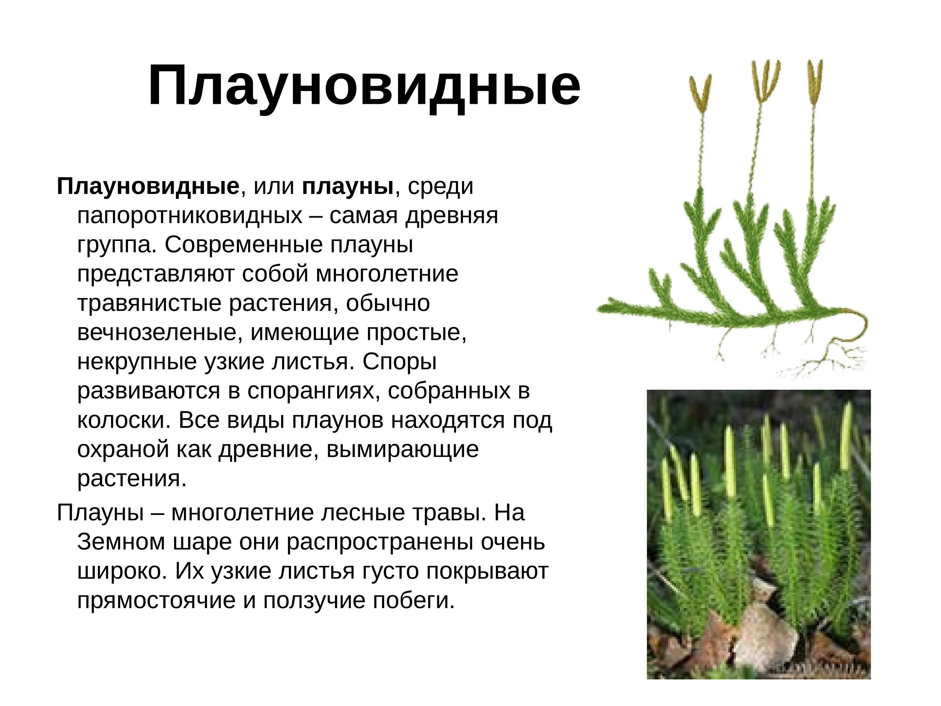 Признаки плаунов 7 класс. Плауновидные споровые растения. Отдел Плауновидные представители. Плауновидные и Хвощевидные. Микрофил плаун.