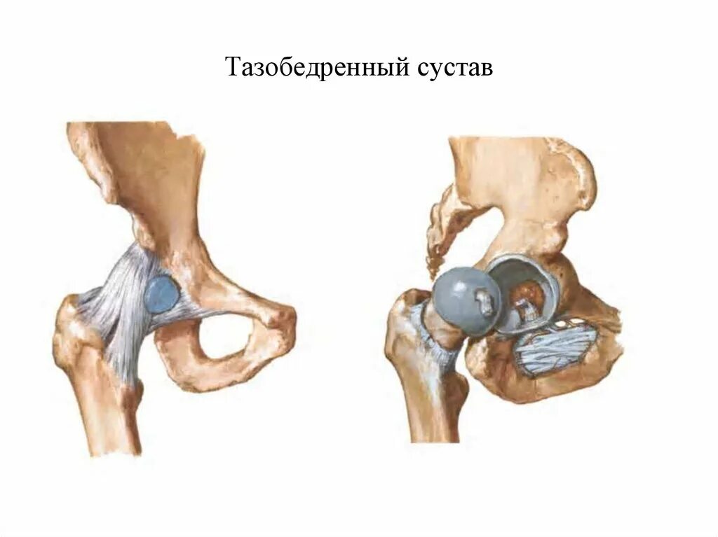 Тазобедренный сустав соединение. Анатомия тазобедренного сустава кости. Вертлужная впадина тазобедренного сустава. Анатомия вертлужной впадины тазовой кости. Тазобедренный сустав анатомия строение.