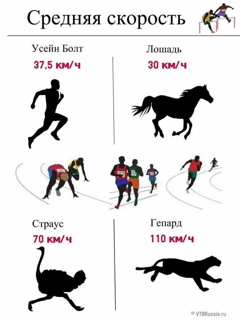 Сколько бежит лошадь. Средняя скорость бега человека. Максимальная скорость бега человека. Средняя скорость человека при беге. Средняя скорость бега человека в км/ч.