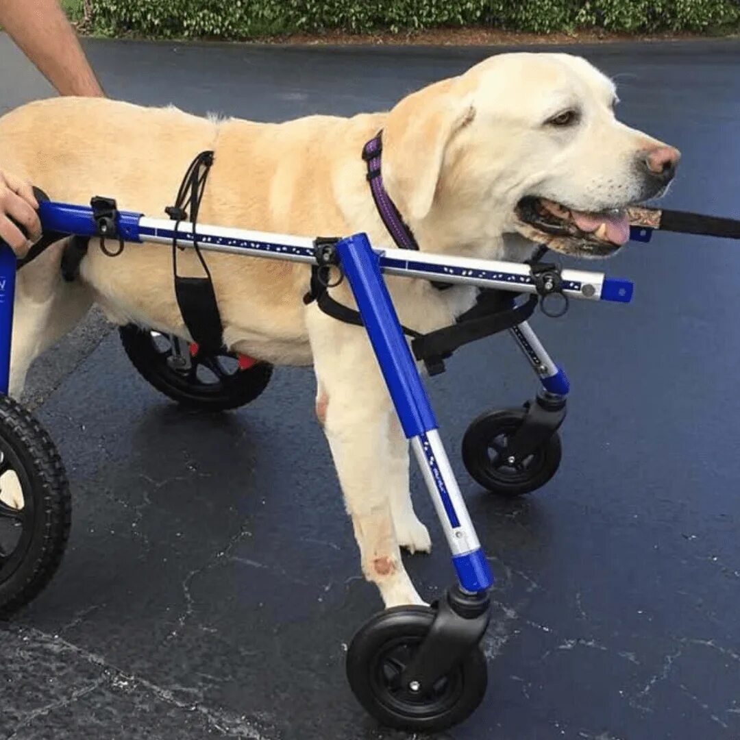 Инвалидная коляска для собак Walkin Wheels. Инвалидные коляски Dog wheelchairs. Коляска для собак Walkin' Wheels. Коляска для собак инвалидов на 4 лапы.