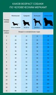 Собаки 8 лет сколько это по человечески