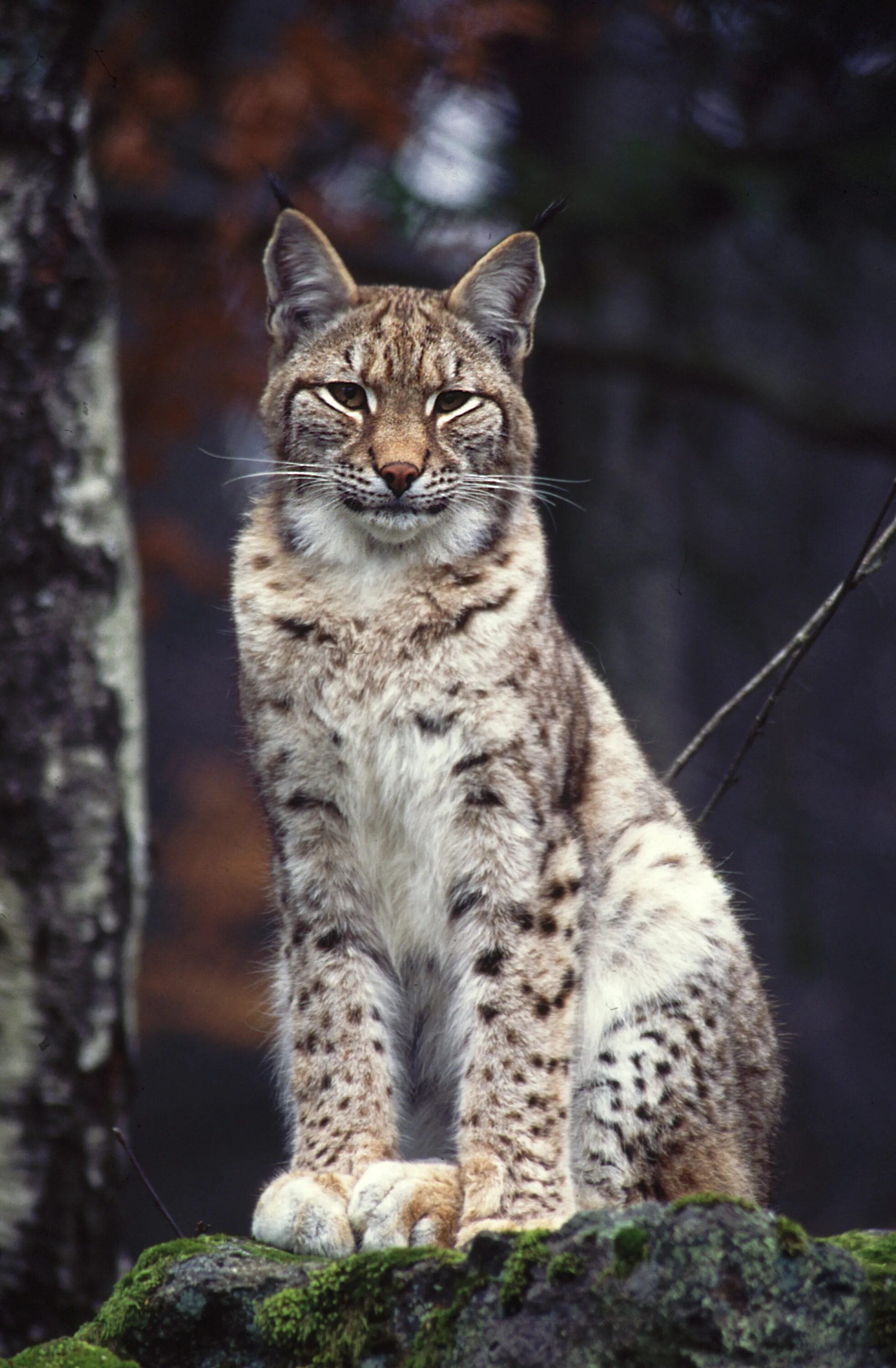 Рысь обыкновенная Lynx Lynx Linnaeus, 1758. Рысь Тебердинский заповедник. Рысь во Владимирской области. Рысь в Подмосковье. Рысь 11