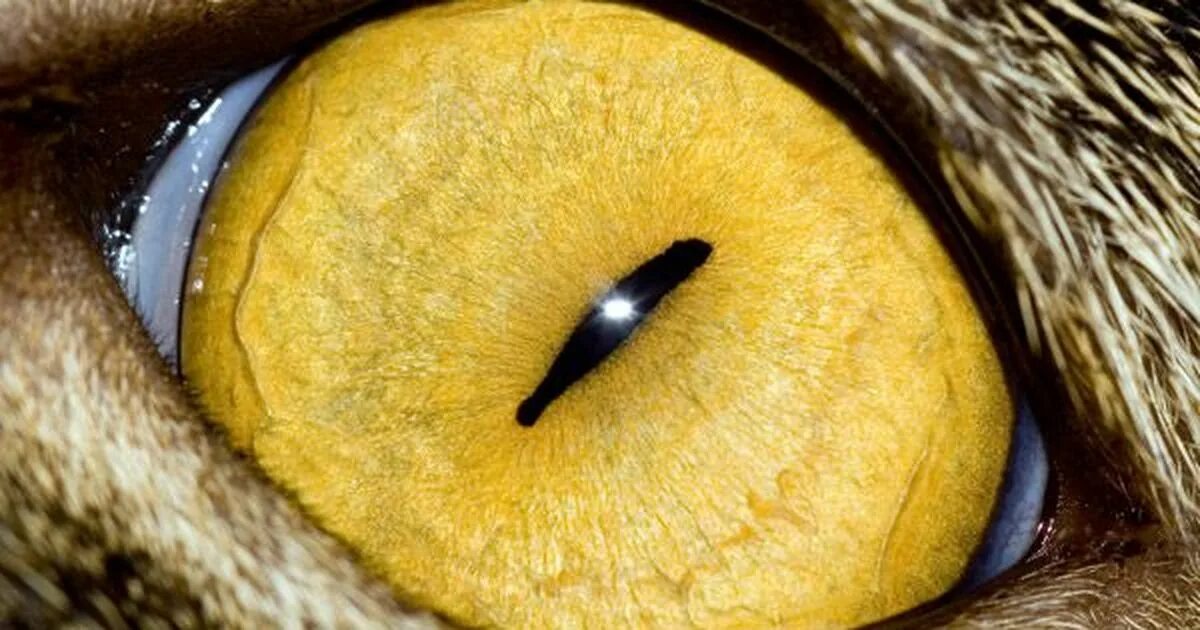 Желтый глаз 14. Глаза животных. Глаза кошки. Необычные глаза животных. Глаза животных крупным планом.