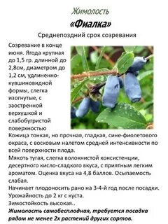 Расстояние при посадке жимолости