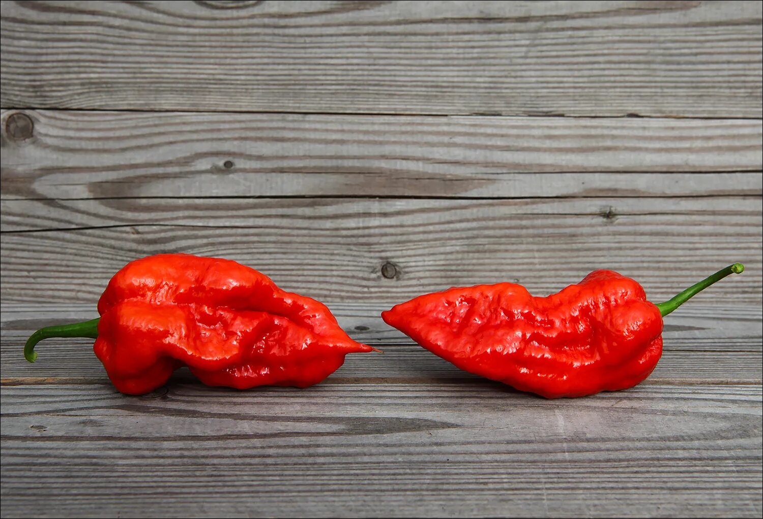 Самый перец в мире. Самый перец в мире. Самый перец в мире. Самый перец в мире. Самы1 острый перец.