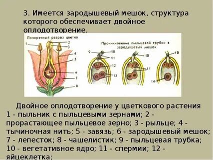 Зародышевого мешка покрытосеменных растений