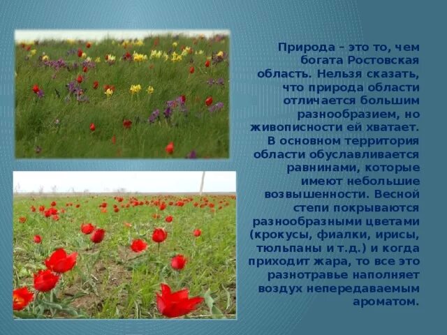 Проект растения нашего края окружающий мир Проект природа родного края 2 класс 85 фото