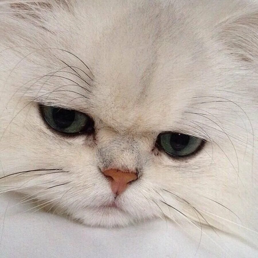 Котик со. Кот плачет. плачущие коты. грустный плачущий котик. милый котик плачет.