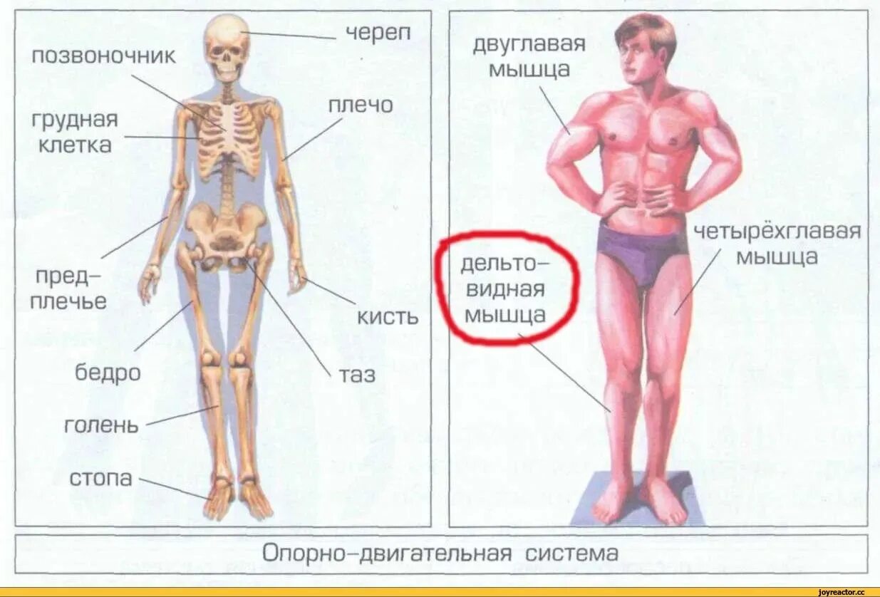 Двигательная система человека ВПР 4 класс. Строение тела человека. Части тела человека анатомия. Внешнее строение организма человека. Запястье голень и позвоночник