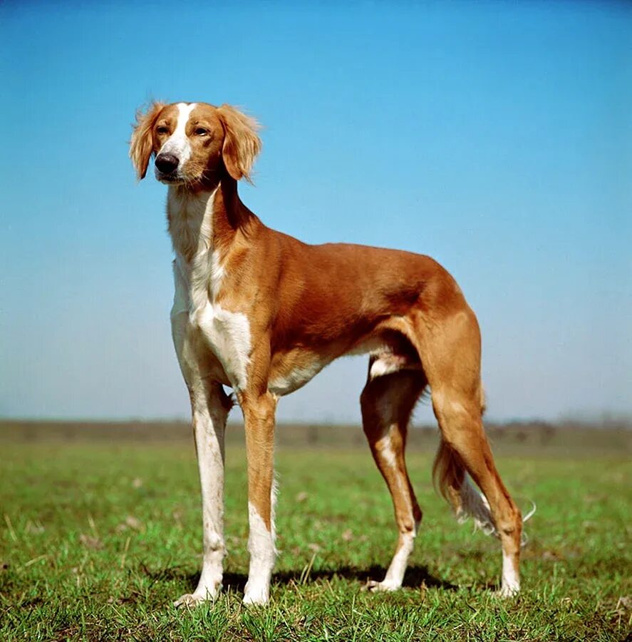 Saluki 104. Салюки. Борзая салюки. Салюки белая. Салюки короткошерстная смуф.