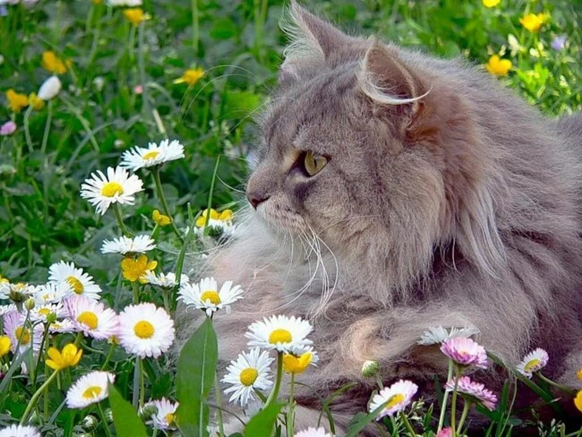 Котик летом. Котик в цветах. летний кот. пушистая кошка. кошка в ромашках.