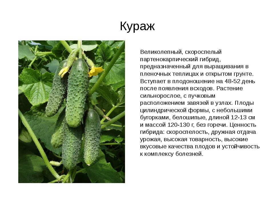 Партенокарпический гибрид огурцов. Партенокарпический гибрид огурцов Платоша. Партенокарпический огурец Багратион. Бнлошипые огурцы сорта. Что значит партенокарпический гибрид