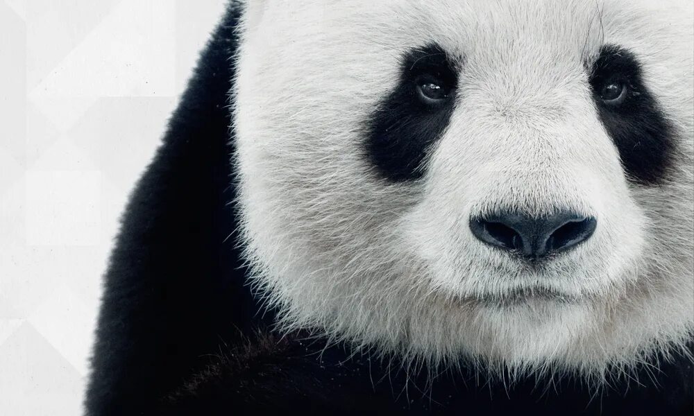 Что символизирует панда. Панда wwf. большая панда wwf. панда символ. панда экология.