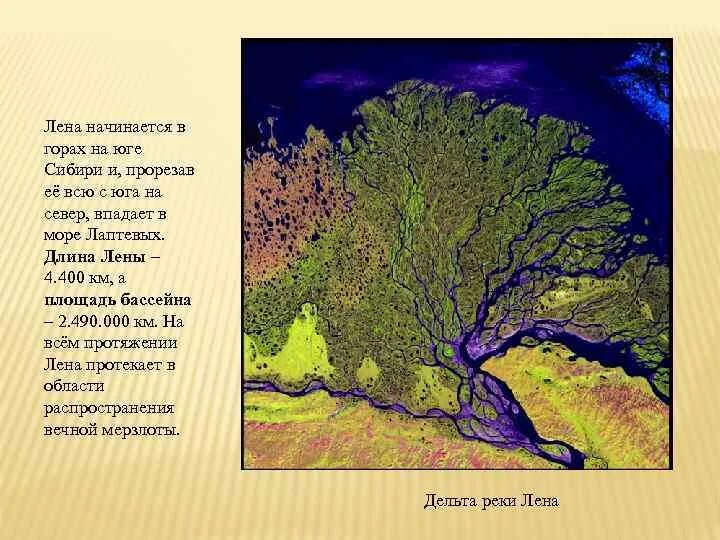 Лена протекает через. Река Лена течет с севера на Юг через густую. Протяженность Лены.