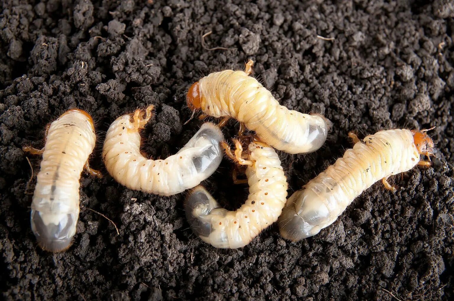 Питание личинки стрекозы. Чем питаются личинки насекомых. Отряд термиты — isoptera. Личинка божьей коровки scymninae. Личинка златоглазки.