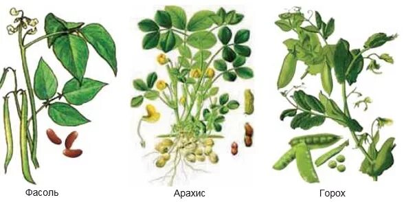 Растение бобовые Пасечник. Корневая система гороха посевного. Горох посевной корень. Арахис семейство бобовых. Фасоль корневая
