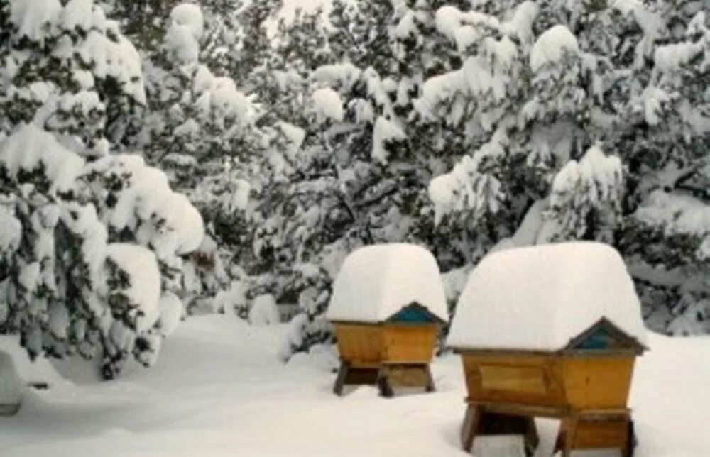 пасека зимой на улице. ульи под снегом. пчела на снегу. подготовка пчел к зиме. улей зимой.