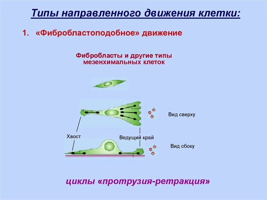 Движение клетки. Виды движения клеток. Органы движения клетки. Способы передвижения клеток. Постоянное движение клетки.