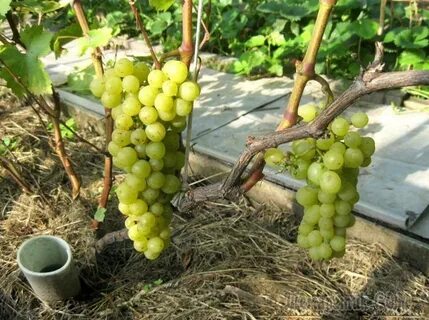 Виноград плодоносит