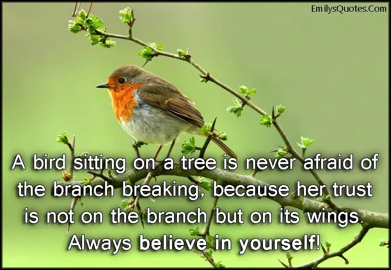 Bird but it is. It is a bird перевод. birds in the tree. bird sitting. birds on branches.