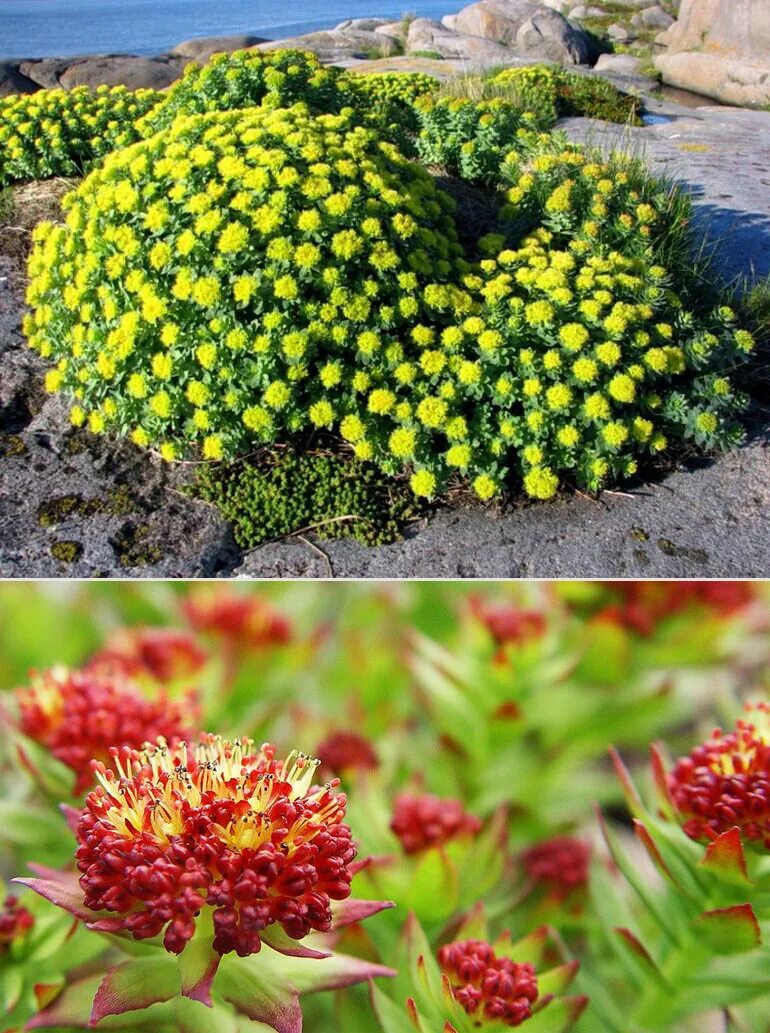 Золотой корень родиола. Родиола розовая Rhodiola rosea. Золотой корень Rhodiola rosea. Родиола розовая (Rhodíola rósea).