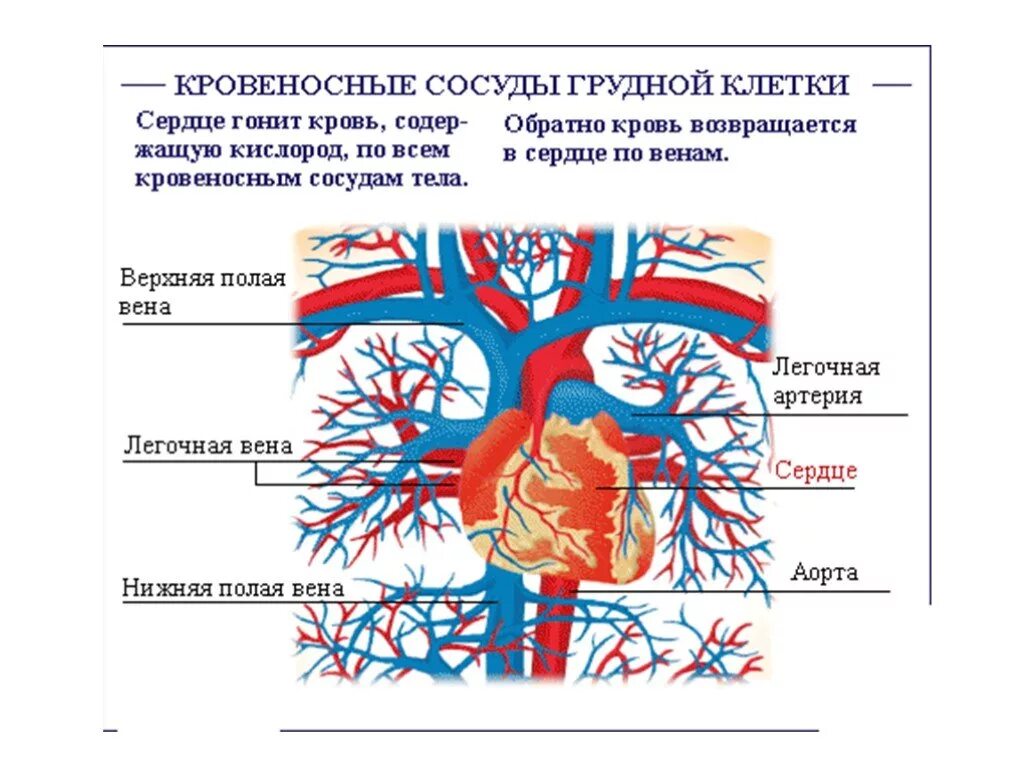 Сердце гонит. Кровеносная система грудной клетки человека. Кровоснабжение грудной клетки артерии. Сосуды грудной клетки схема. Анатомия сосудов грудной клетки человека.