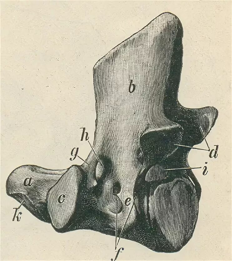 Dens axis