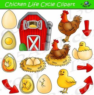 Chicken life