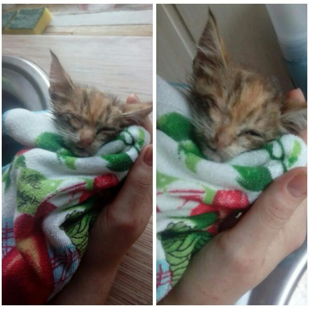 Котята которых спасли. Спасение маленьких котят. спасение бездомных котят. спасенные маленькие котята.