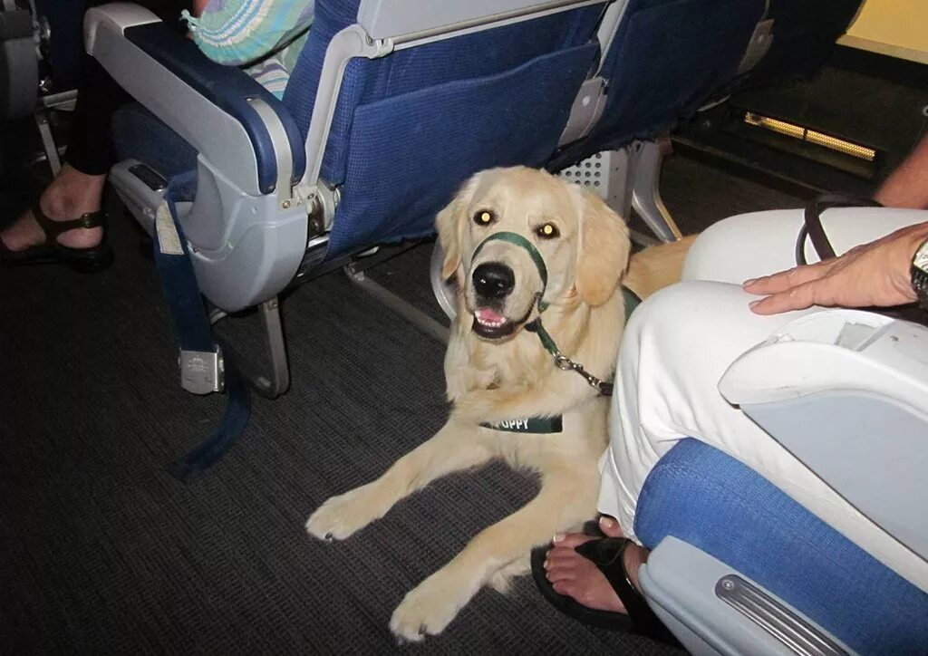 Собака в салоне самолета. Собака поводырь. Перевоз собаки в салоне самолета. Собака поводырь в салоне самолета. Как перевозятся крупные собаки