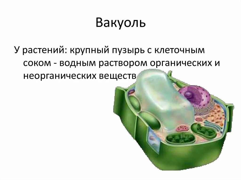 Крупная вакуоль растительной