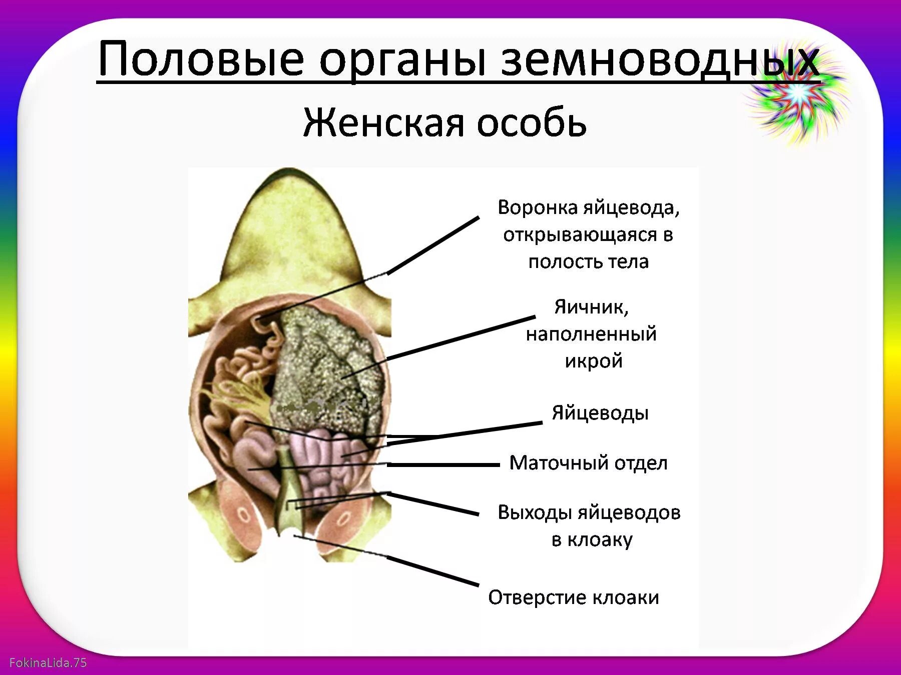 Половые клетки земноводных. Половая система земноводных. Органы половой системы лягушки. Органы половой системы у земноводных. Строение земноводных органы размножения.