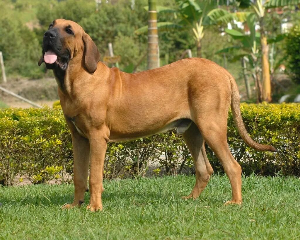 Собака с футбольным мячом. Порода собак бразильеро фила бразилейро. Brazil dog. Собака с кубком. Бразильская фила собака.